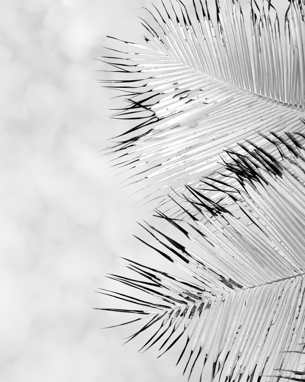 Spiky thin palm leaves on blurred background